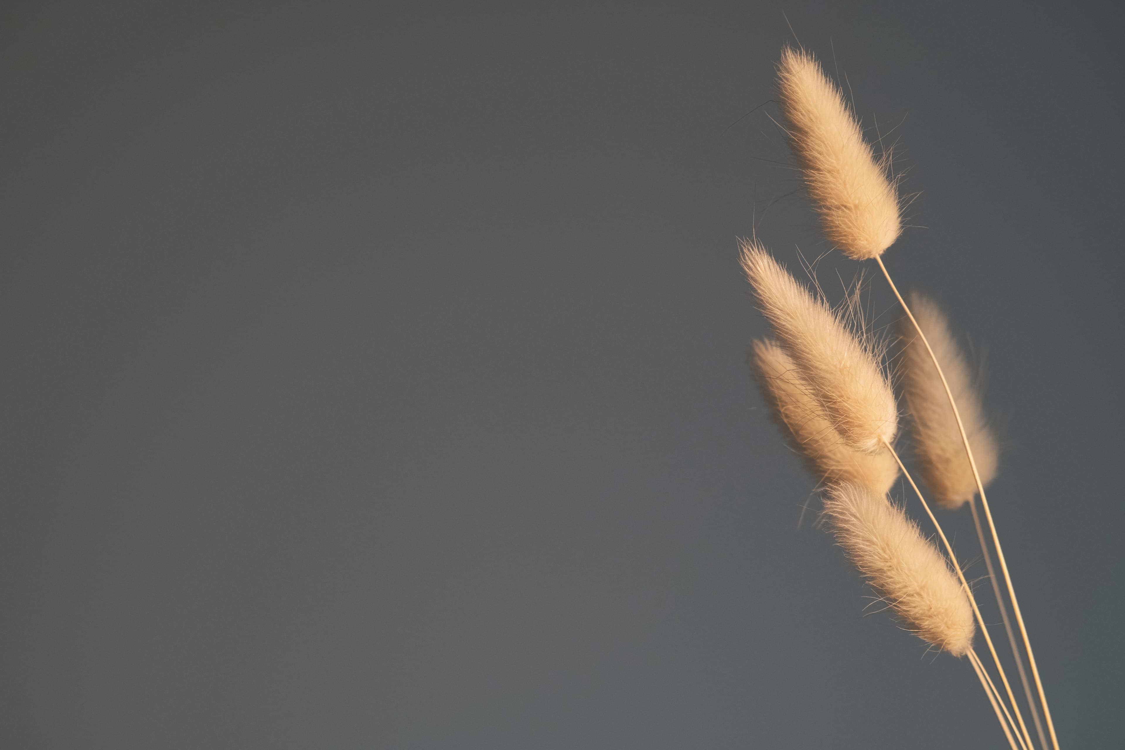 Honorar - Seelenkost Ernährungberatung Graubünden CH